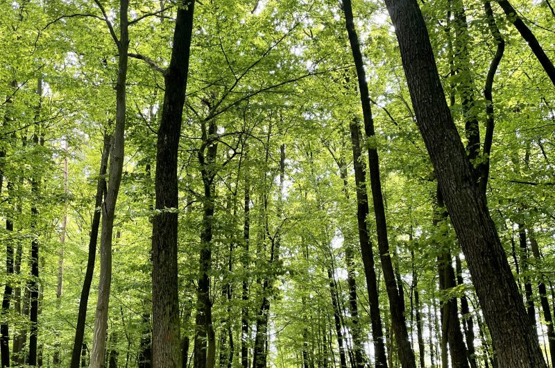 Fotobanka - les